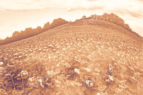 Preview: Sunflower Plantation On A Picturesque Hill In France At Dawn In A Contemporary Style