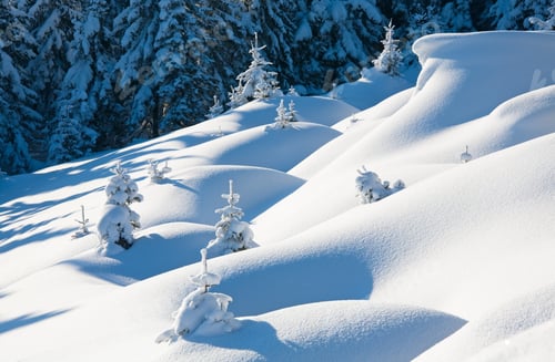Preview: Winter Calm Mountain Landscape With Beautiful Fir Trees On Slope (Kukol Mount, Carpathian