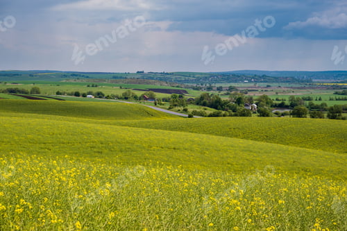 Preview: Spring Evening View With Rapeseed Yellow Blooming Fields In Sunlight With Cloud Shadows. Natural