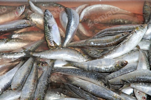 Preview: Fresh Anchovies, Bolhao Old Market In Porto, Portugal