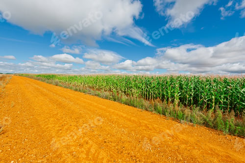 Preview: Plantation Of Corn In Spain