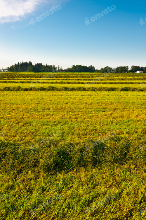 Preview: The Lines Of New-Mown Hay In Bavaria, Germany