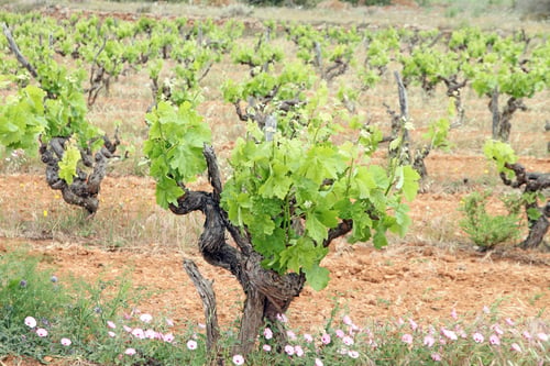 Preview: Vineyards Ibiza Island Spain