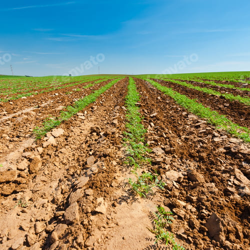 Preview: Rows Of Fresh Young Green Seedling In Israel