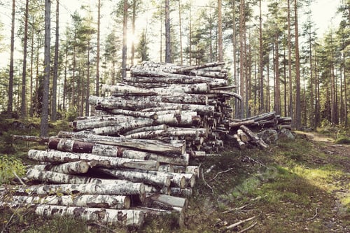Preview: Birch Logs In The Forest. Wood Are Ready For Transportation. Image Has A Vintage Effect Applied.