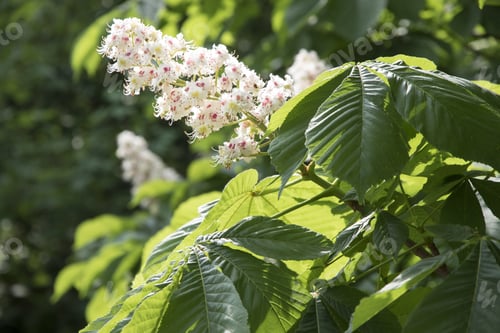 Preview: Flowering Branches Of Chestnut Tree Castanea Sativa Heidelberg Germany