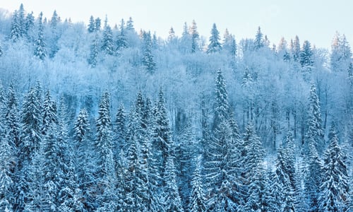 Preview: Early Morning Winter Calm Mountain Landscape With Beautiful Frosting Tree Tops In Mountains