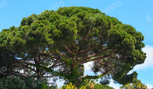 Preview: Conifer Trees (Pine) Top On Sky Background.