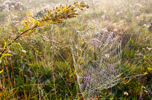 Preview: Early Misty Morning Dew Drops On Wild Mountain Grassy Meadow With Wild Lilac Heather Flowers And