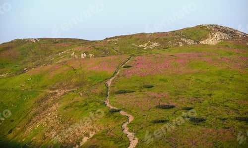 Preview: Pink Rose Rhododendron Flowers On Summer Mountain Slope. Carpathian, Chornohora, Ukraine.