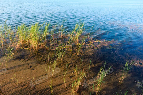 Preview: Picturesque Summer Lake Calm Rushy Shore. Concept Of Tranquil Country Life, Eco Friendly Tourism