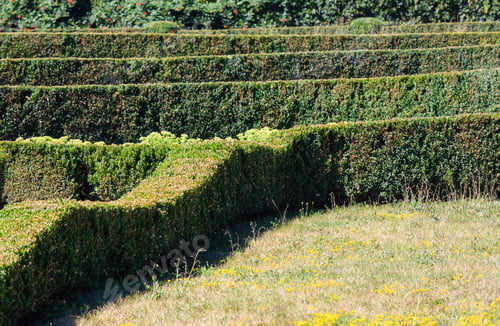 Preview: Summer Trimmed Evergreen Boxwood In Park Hillside. Composition From Plants On A Green Grass Lawn