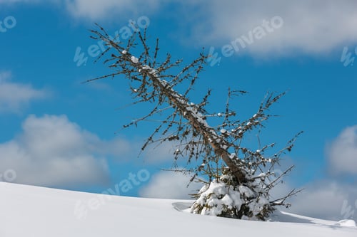 Preview: Picturesque Withered Windbreak Tree On Winter Sunny Snowdrift Mountain Hill Slope On Blue Sky