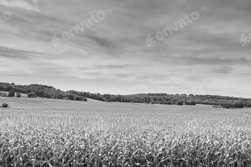 Preview: Plantation Of Corn In The French Limousin Early In The Morning. Landscape In France At Sunrise