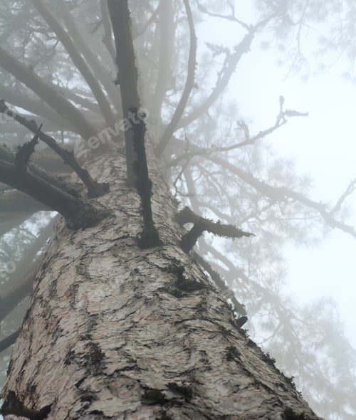 Preview: Dense Fog And Pine Tree (View From Below To Top)