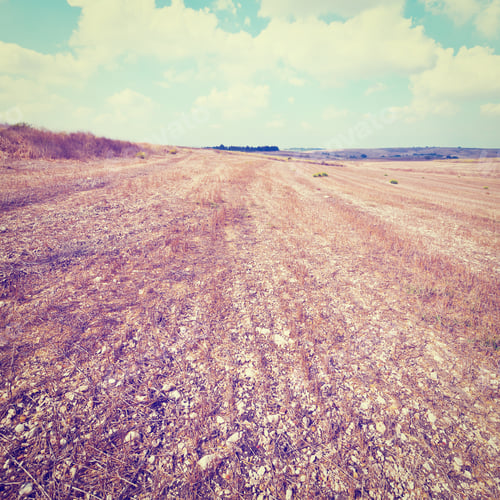 Preview: Poor Stony Soil After Harvest In Israel, Instagram Effect