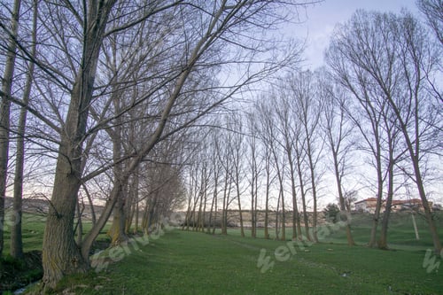 Preview: Poplars In Terriente Village In Albarracin Mountains Teruel Aragon Spain