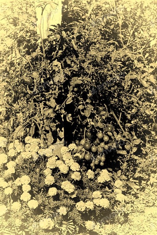 Preview: Tomatoes In Vegetable Garden On A Personal Plot In The French Village, Stylized Photo