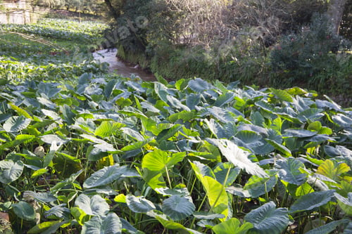 Preview: Vegetation In Terra Nostra Park Furnas Sao Miguel Island Azores Portugal