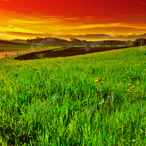 Preview: Pasture On The Background Of Snow-Capped Alps In Switzerland At Sunset