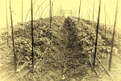 Preview: Cultivation Of Peppers In A Commercial Greenhouse In Israel. Vintage Style Toned Picture