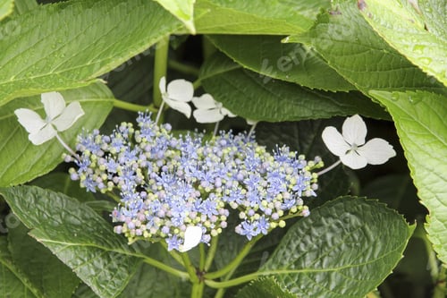 Preview: Sete Cidades Country Landscape In Sao Miguel Island Azores Portugal Hydrangea Detail