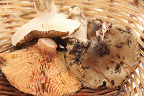 Preview: Mushrooms From Teruel Aragon Spain Lactarius Deliciosus