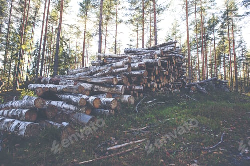 Preview: Birch Wood Waiting For Transportation. Image Has A Vintage Effect Applied.