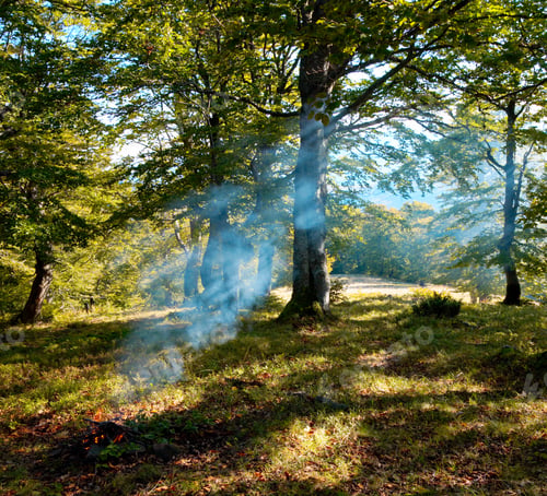 Preview: Autumn Forest With Sunbeam Through The Smoke