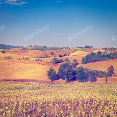 Preview: Sunflower Plantation On The Hills Of Tuscany, Instagram Effect