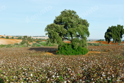 Preview: Ripe Cotton Bolls On Branch Ready For Harvests