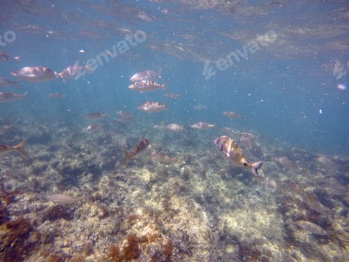 Preview: Underwater Image Las Rotas Nature Reserve Denia Alicante Spain