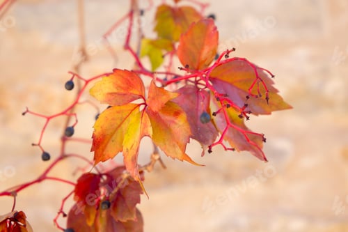 Preview: Autumn Leaves Aragon Spain