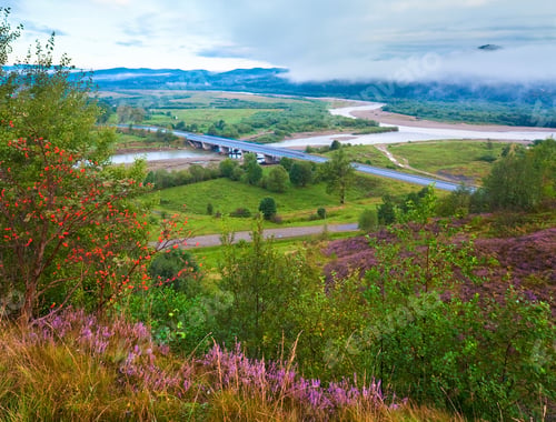 Preview: Summer Misty Morning Country Foothills View With Heather Flowers (Lviv Oblast, Ukraine).