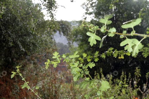 Preview: Drops While Its Raining In Nature, Alcala De La Selva,Teruel,Spain
