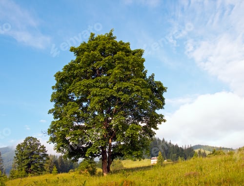 Preview: Lofty Tree On Sky Background With Fleecy Clouds.