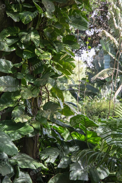 Preview: The St Vincent And The Grenadines Botanic Gardens Is Located In Kingstown On December 7, 2017