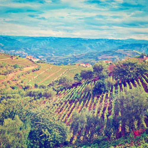 Preview: Vineyards On The Hills Of Portugal In The Fall, Instagram Effect