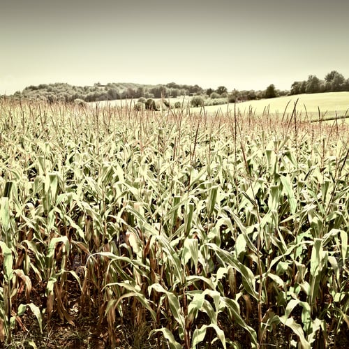 Preview: Plantation Of Corn In The French Limousen, Vintage Style Toned Picture