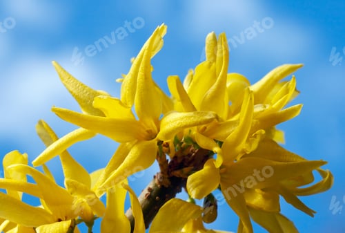Preview: Blossoming Twig Of Tree With Yellow Flowers (On Blue Sky Background)