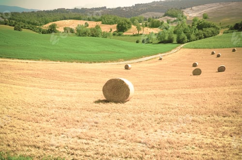 Preview: Toscana Landscape Of The Wheat Field With Hay Bales. Retro Style