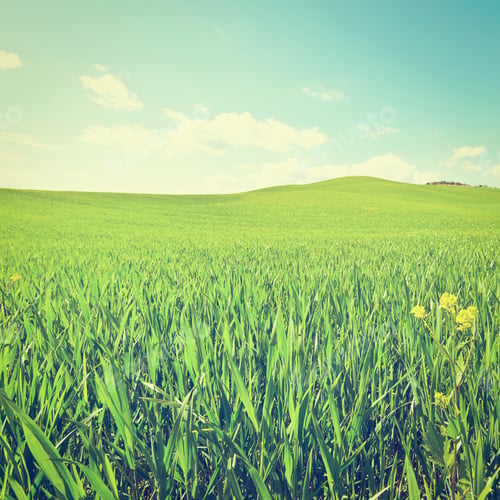 Preview: Green Sloping Meadows Of Tuscany, Retro Effect