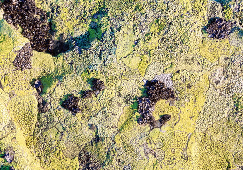 Preview: Yellow Lichen On Stone Surface (Macro, Background).