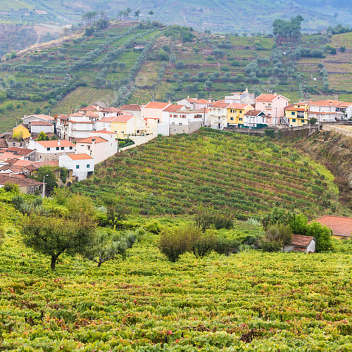Preview: Vineyards Of The River Douro Region In Portugal. Viticulture In The Portuguese Village