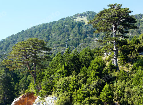 Preview: Summer Llogara Pass View With Pine Trees On Mountainside (Albania)