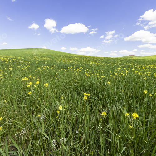 Preview: Italian Landscape With Meadows Early In The Spring. Agriculture In Italy, Fields, Pastures And