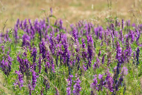 Preview: Blue Flower Vicia Cracca On A Green Background Of Meadow In The Mountains. Teruel Aragon Spain