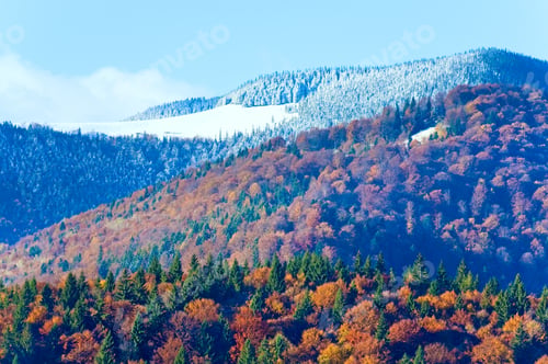 Preview: Sunny Autumn Mountain Forest And Frost On Trees Top (On Mountainside). (Carpathian, Ukraine)