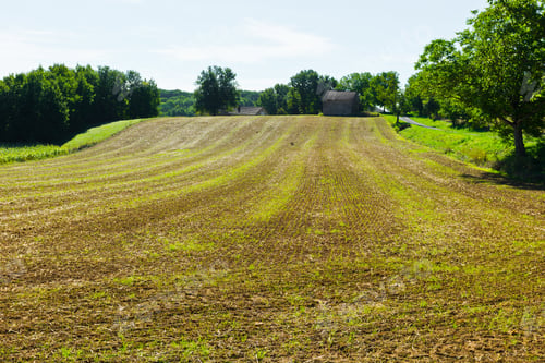 Preview: Plantation Of Corn In The French Limousen After Harvest