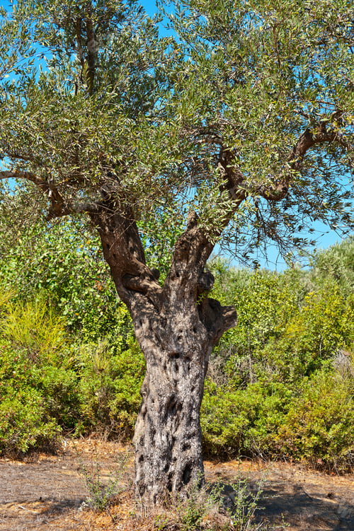 Preview: Olive Grove In The Valley Of The Cross, Jerusalem